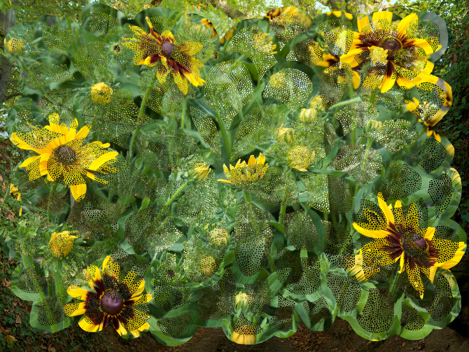 Helen Sear Sunflower